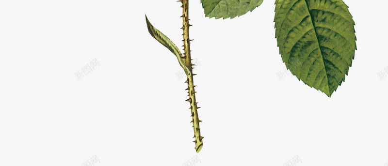 白玫瑰png免抠素材_新图网 https://ixintu.com 手绘 玫瑰 白玫瑰 花朵 花束