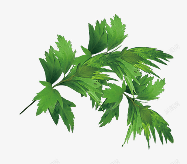 艾蒿叶子png免抠素材_新图网 https://ixintu.com 手绘 手绘绿色艾蒿叶子 植物 绿叶 艾蒿