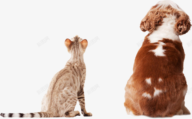 猫狗背影png免抠素材_新图网 https://ixintu.com 动物 狗 猫 猫咪背影 背影