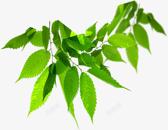 茶树png免抠素材_新图网 https://ixintu.com 叶子 手绘 绿色 茶叶