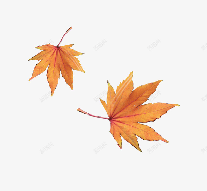 两张枫叶png免抠素材_新图网 https://ixintu.com 两张枫叶 树叶 漂浮素材