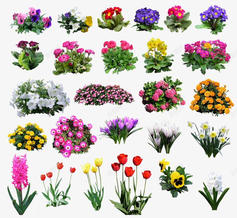 花卉花草图案png免抠素材_新图网 https://ixintu.com ps花卉素材 矢量花卉素材 绿植花草 花卉图案素材 花卉标签