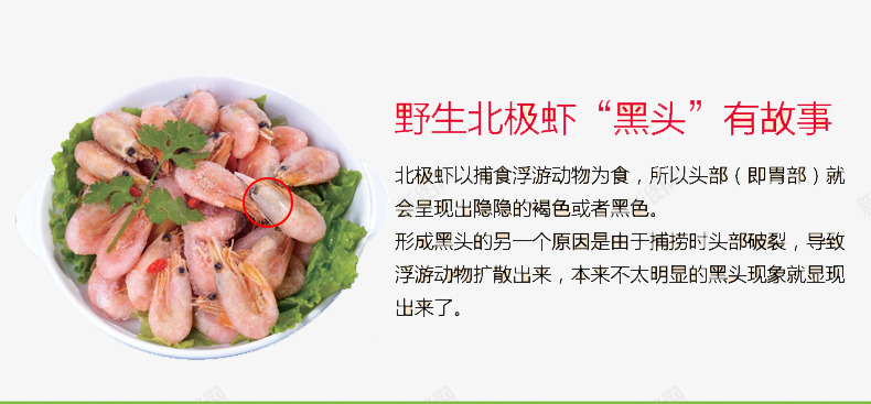 野生北极虾介绍png免抠素材_新图网 https://ixintu.com 海鲜介绍