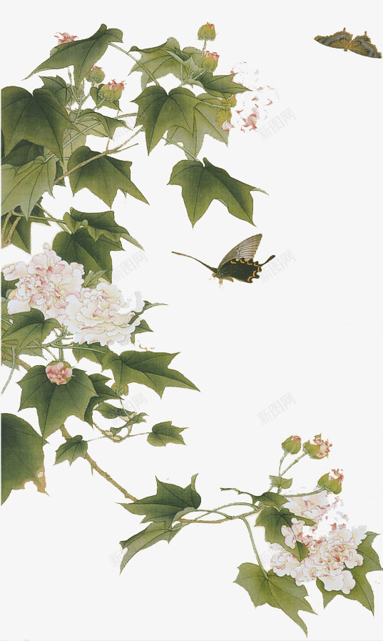 中国风手绘木芙蓉花png免抠素材_新图网 https://ixintu.com 中国画 手绘 木芙蓉 装饰