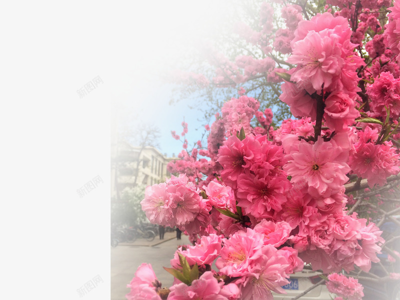 春天草地桃花梨花渐变透明元素33psd免抠素材_新图网 https://ixintu.com 春天 桃花 梨花 渐变透明元素 草地