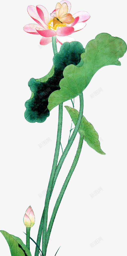 一株荷花png免抠素材_新图网 https://ixintu.com 一株 荷叶 荷花 莲叶 莲花