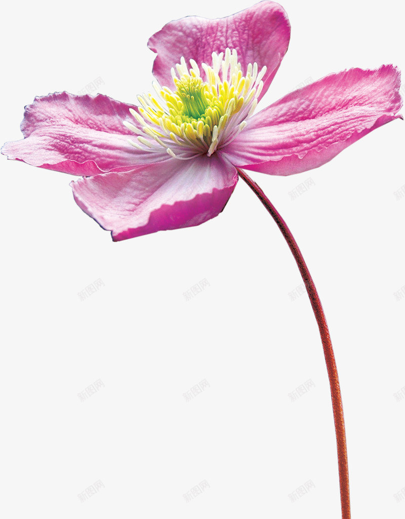花草线描创意花卉png免抠素材_新图网 https://ixintu.com 庆典花卉 手绘花草素材 水彩花卉素材 绿植花草 花卉图案素材