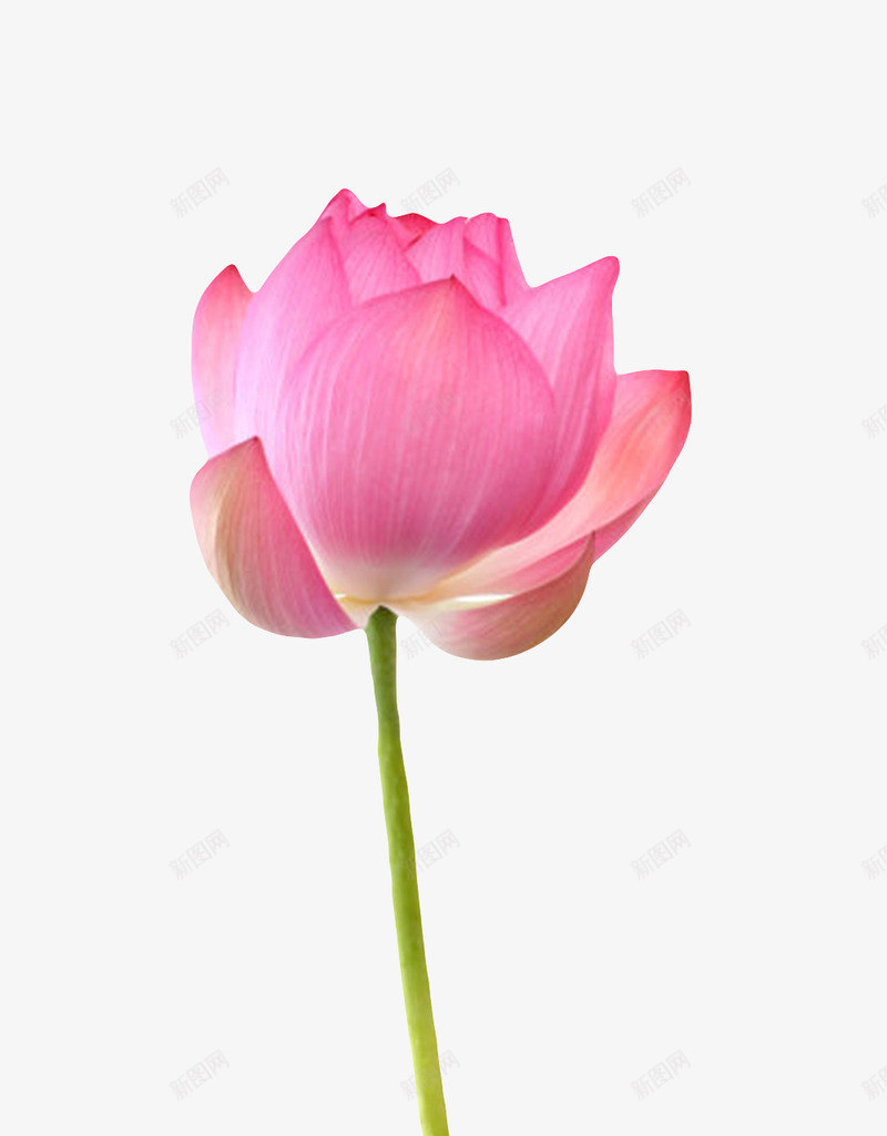 红色纯洁的带梗的水芙蓉实物png免抠素材_新图网 https://ixintu.com 印度国花 山龙眼目 植物 水旦 水生植物 水芙蓉 水芝 浮水植物 芙蓉 芙蕖 荷花 莲花 鞭蕖