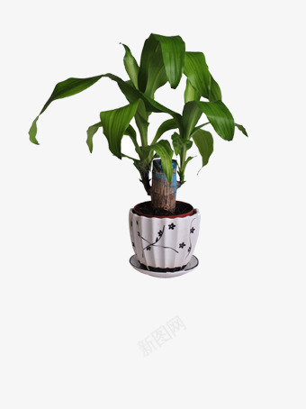 绿萝png免抠素材_新图网 https://ixintu.com 叶子 生物世界 绿萝盆栽 花盆 花草