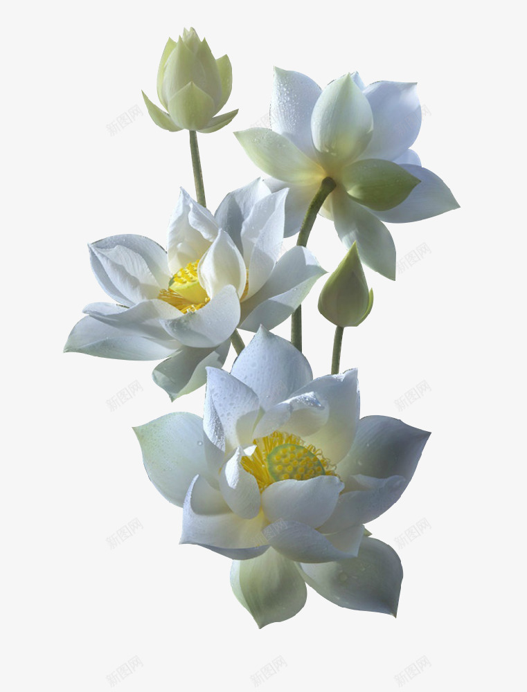 白色荷花png免抠素材_新图网 https://ixintu.com 睡莲 花朵 荷花 雪莲