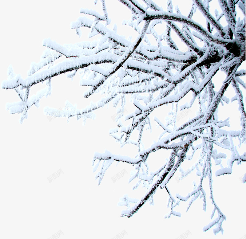 冰雪美景郊外树木png免抠素材_新图网 https://ixintu.com 冰雪 树木 美景 郊外
