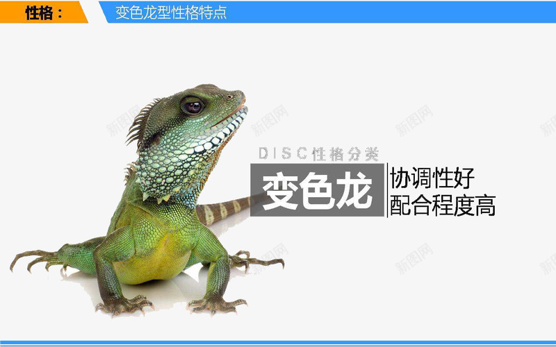 变色龙式配合png免抠素材_新图网 https://ixintu.com 仰头的蜥蜴 协调性好 变色的蜥蜴 爬行的变色龙 爬行的蜥蜴 莅临指导 闭嘴的蜥蜴
