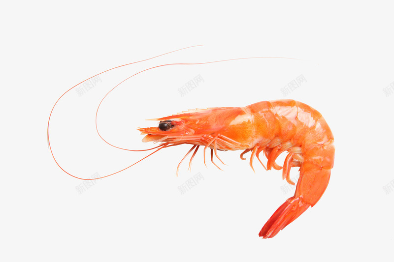 产品实物食物海鲜虾子png免抠素材_新图网 https://ixintu.com 产品实物 海鲜 虾子 食物