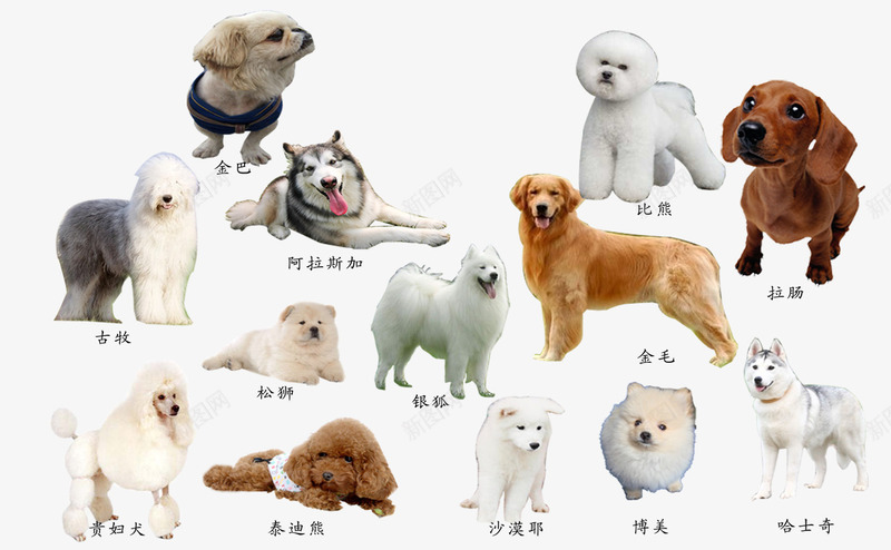 狗狗大全png免抠素材_新图网 https://ixintu.com 古牧 名狗 哈士奇 哈士奇插画 手绘哈士奇 比熊 泰迪 贵妇犬 金巴 金毛 黄金猎犬