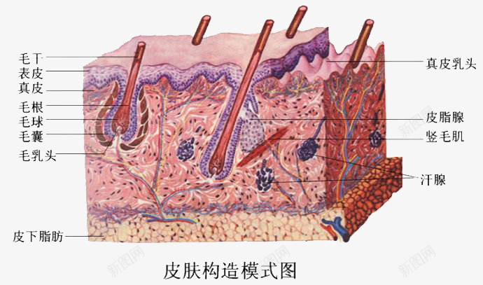 皮肤结构模式图png免抠素材_新图网 https://ixintu.com 皮下组织 皮下脂肪 皮肤组织图 皮肤组织结构 皮肤结构图 肌肤组织 面部皮肤结构