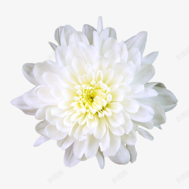 好看清新淡雅的白菊花png免抠素材_新图网 https://ixintu.com 好看 小白菊 淡雅 清新 菊花 菊花图案