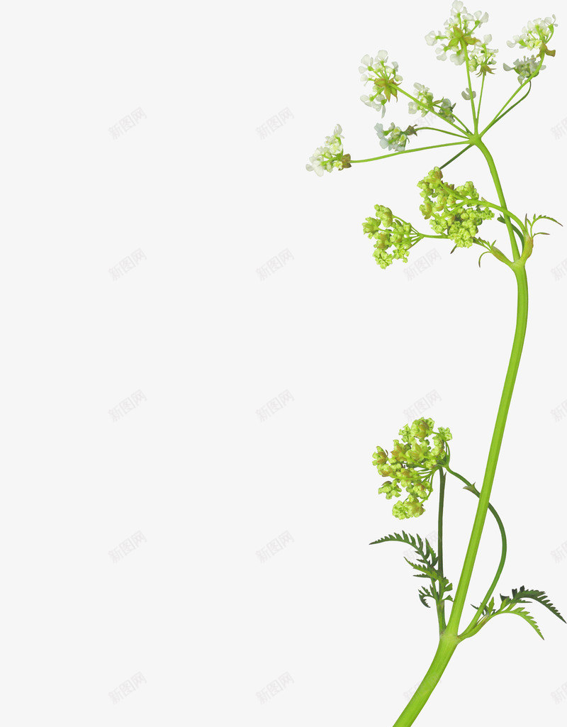 花卉线描花草png免抠素材_新图网 https://ixintu.com 庆典花卉 手绘装饰图片 矢量花卉 矢量花卉素材 线描花卉 花卉矢量图素材 花卉矢量素材