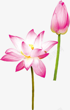 粉色莲花美景花苞待放png免抠素材_新图网 https://ixintu.com 粉色 美景 花苞 莲花