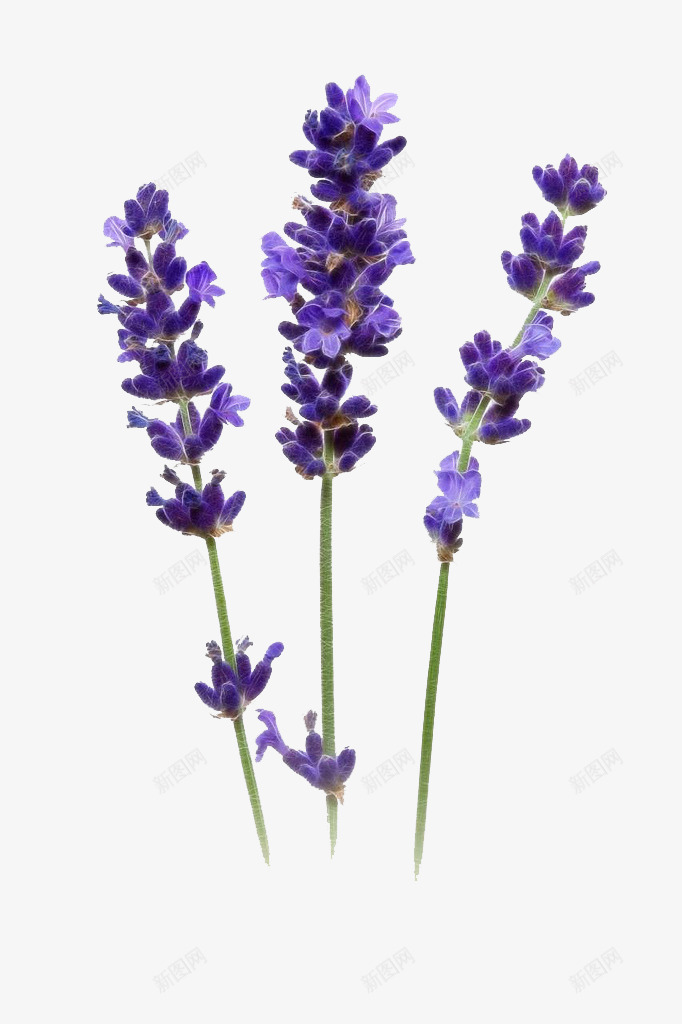紫色清新薰衣草png免抠素材_新图网 https://ixintu.com 清新 紫色