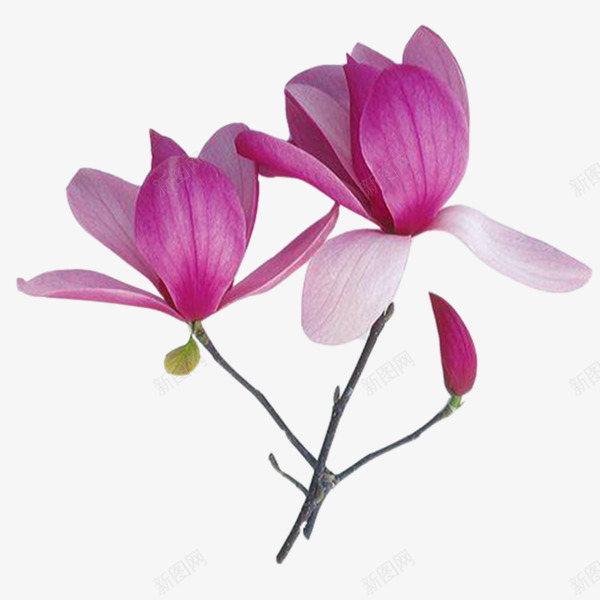 紫玉兰花朵png免抠素材_新图网 https://ixintu.com 春季花朵 春暖花开 玉兰花 紫玉兰