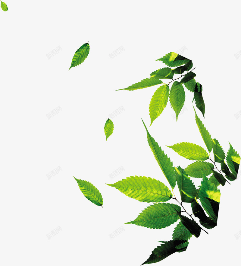 右下角绿色树叶夏天png免抠素材_新图网 https://ixintu.com 右下角 夏天 树叶 绿色