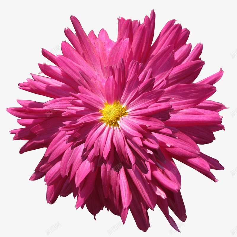 秋菊花瓣png免抠素材_新图网 https://ixintu.com 秋菊 紫色 花卉 花瓣 花草 菊花