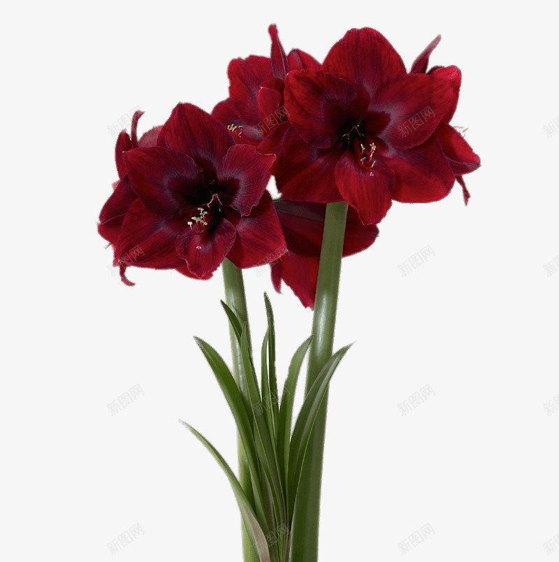 红色花朵元素02png免抠素材_新图网 https://ixintu.com 植物 红花 花朵 花草