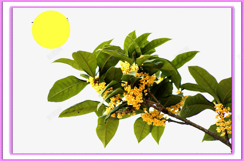 桂花香而不艳png免抠素材_新图网 https://ixintu.com 中秋桂花 唐宋 栽培 桂花的 盛于