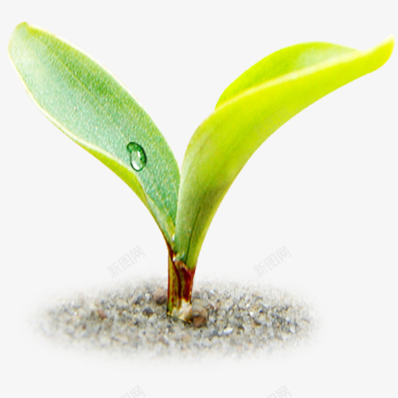 带露珠的嫩芽png免抠素材_新图网 https://ixintu.com 嫩芽 成长 未来 露珠