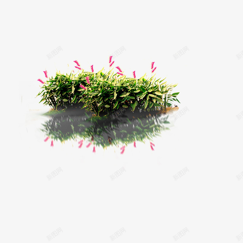 带倒影的花丛png免抠素材_新图网 https://ixintu.com 植物 清新 绿色 花草