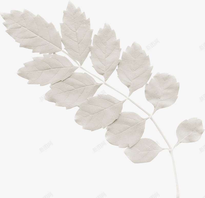 白草png免抠素材_新图网 https://ixintu.com 枝叶 植物 白草 花草