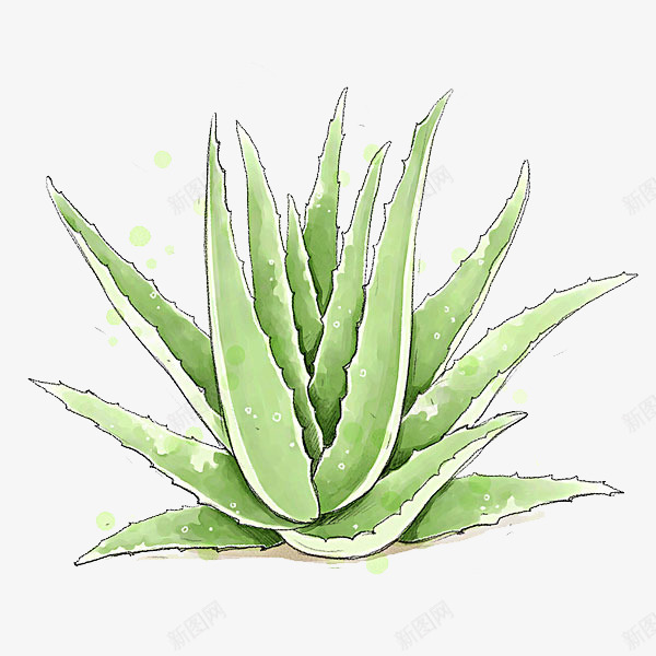 手绘芦荟png免抠素材_新图网 https://ixintu.com 手绘 插图 植物 美容 芦荟 长厚叶子 青色叶