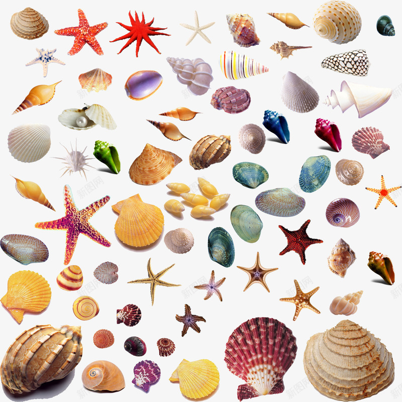海洋世界海星螺扇贝png免抠素材_新图网 https://ixintu.com 世界 扇贝 海星 海洋