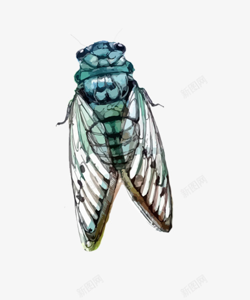 插画彩色蝉png免抠素材_新图网 https://ixintu.com 插画 素材 翅膀 蝉 蝉插画 蝉翼