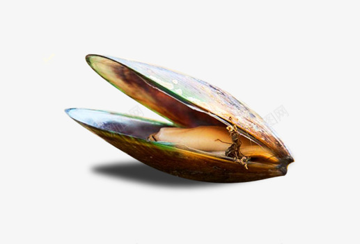 产品实物张开的花蛤小葱png免抠素材_新图网 https://ixintu.com 产品实物 小葱 张开的花蛤