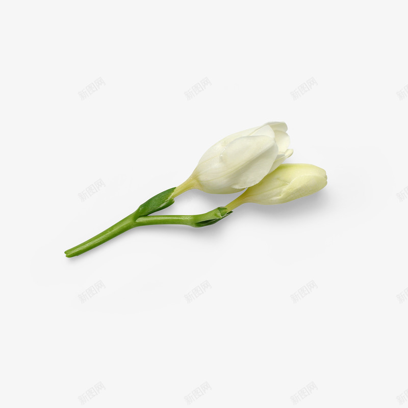 白花自然植物枝叶花瓣psd免抠素材_新图网 https://ixintu.com 小清新 干净 植物 清新 清淡 白色花朵 素雅 美丽 自然 花朵