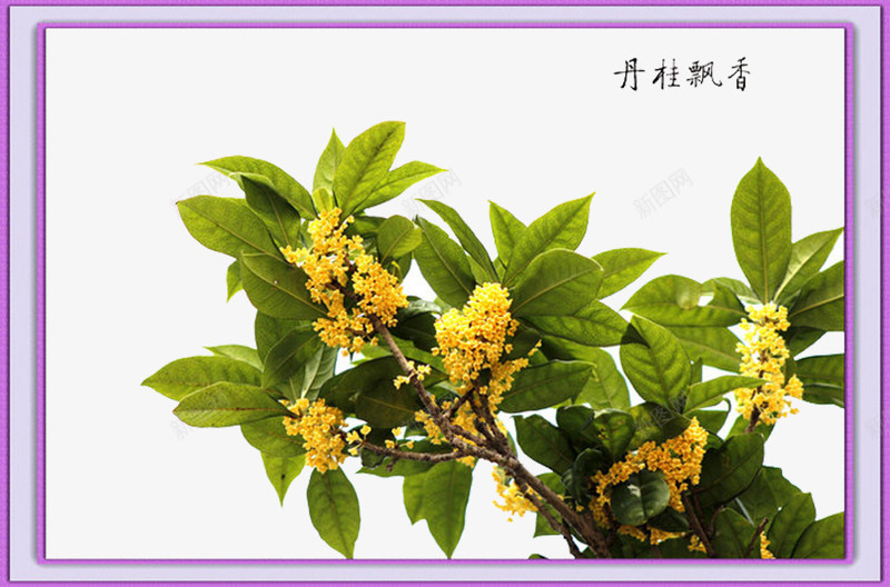 桂花香而不艳png免抠素材_新图网 https://ixintu.com 中秋桂花 人们的 喜爱 深受 清纯 质朴