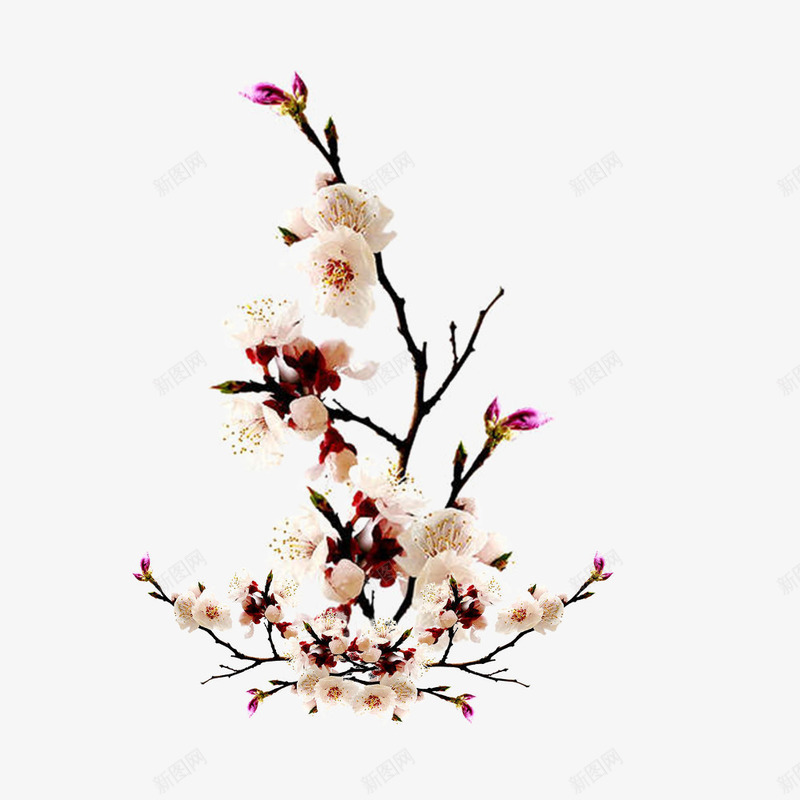小清新白色的梨花png免抠素材_新图网 https://ixintu.com 免抠图 效果图 树枝 梨花 植物 白色花朵 装饰图