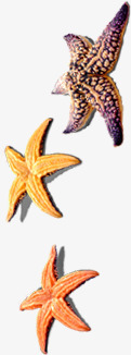 海星晾晒夏天png免抠素材_新图网 https://ixintu.com 夏天 晾晒 海星