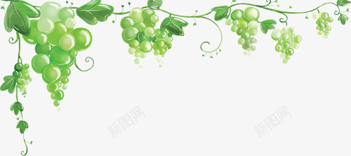 绿色葡萄藤蔓手绘png免抠素材_新图网 https://ixintu.com 手绘 绿色 葡萄 藤蔓