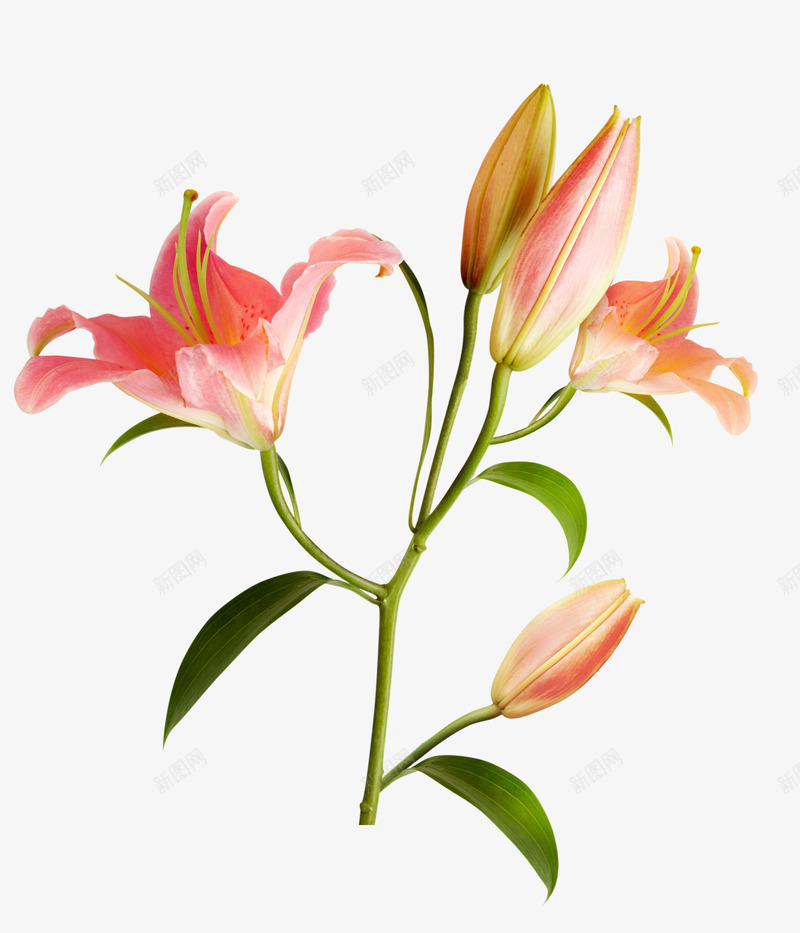 粉色百合花摄影特写png免抠素材_新图网 https://ixintu.com 免抠PNG 六片花瓣 园艺 实物 百合 百合花 粉色百合花摄影特写 鲜花