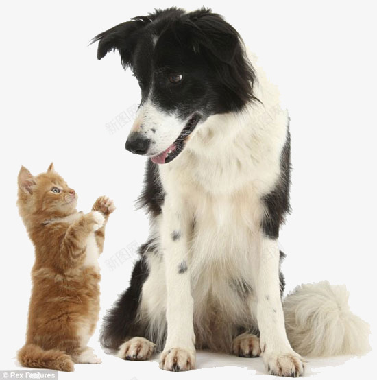 小狗小猫对视png免抠素材_新图网 https://ixintu.com 动物 宠物 对视 小狗 小猫