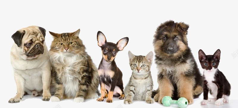 卡通宠物png免抠素材_新图网 https://ixintu.com 可爱 宠物 小狗 小猫