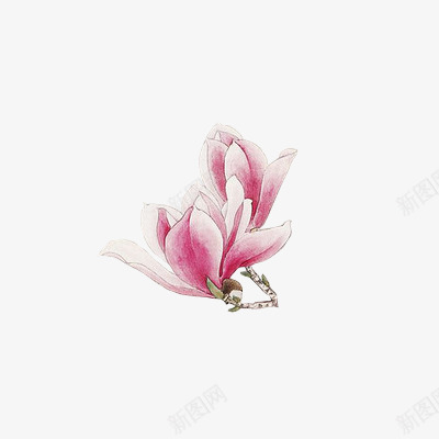 两朵透明花瓣水彩花瓣png免抠素材_新图网 https://ixintu.com png素材 两朵 水彩花瓣 花瓣 透明