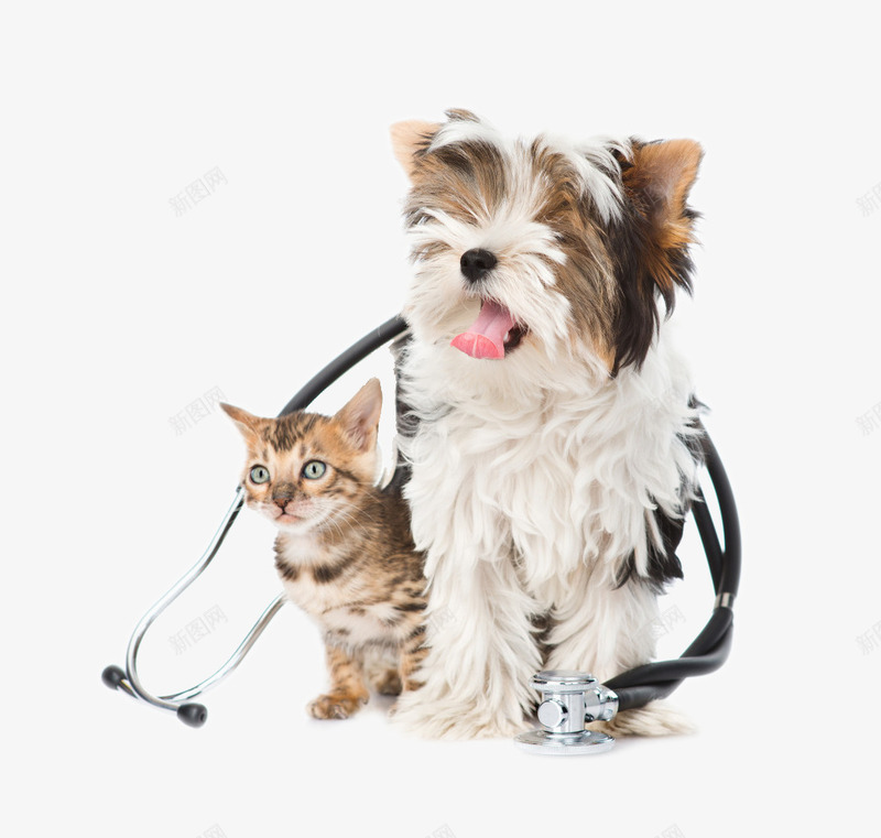 可爱小狗小猫png免抠素材_新图网 https://ixintu.com png 动物 可爱小狗 宠物 小猫