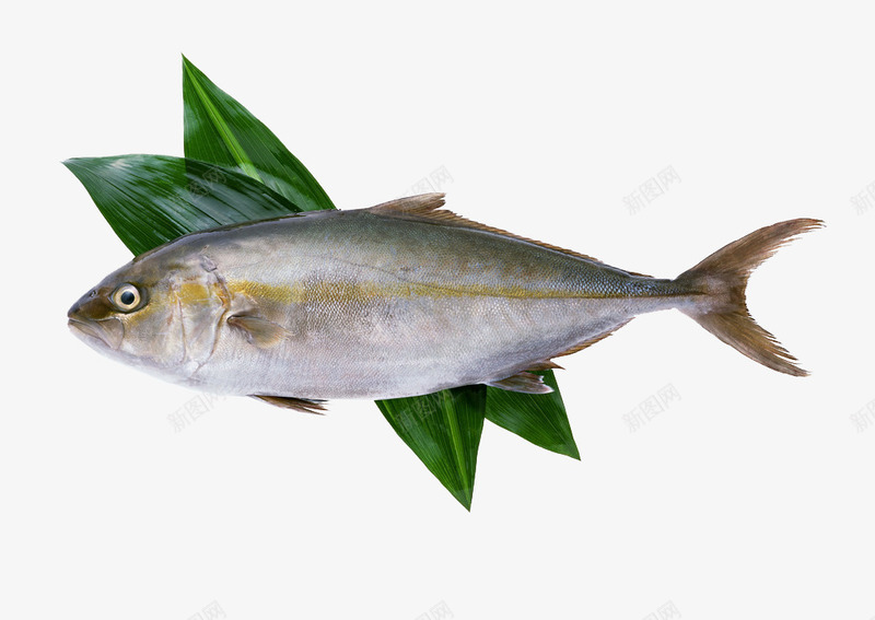 新鲜的鱼食材摄影png免抠素材_新图网 https://ixintu.com 刀鱼 叶子 摄影 水产 河鲜 海鲜 生物世界 花鲢 草鱼 青鱼 鱼 鱼的摄影 鱼类 鱼类png