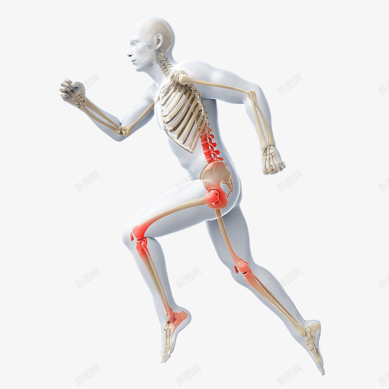 人体骨骼图示png免抠素材_新图网 https://ixintu.com 人体 人体肌肉骨骼 人的骨头 关节疼痛 奔跑的人 生病病痛 身体疼痛 骨骼