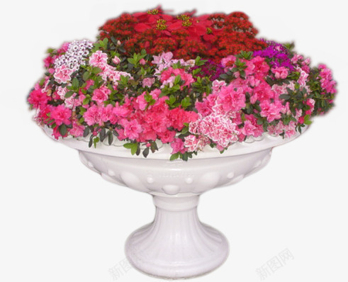 花圃花坛园艺png免抠素材_新图网 https://ixintu.com 园艺 杜鹃 绿化 自然 花坛 花草 蝴蝶兰