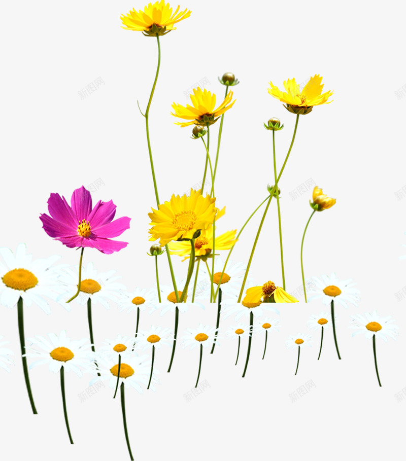 春季黄色雏菊花海png免抠素材_新图网 https://ixintu.com 春季 花海 黄色