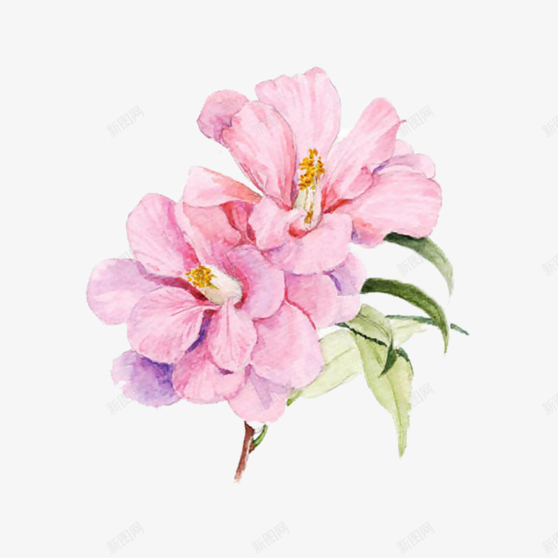 手绘木芙蓉png免抠素材_新图网 https://ixintu.com 手绘 木芙蓉 清新 花儿 花朵 鲜花